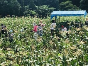 スイートコーン収穫祭（農・商・工支援）